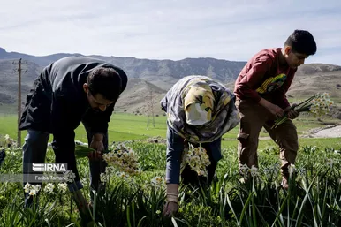 نذر گل نرگس به مقصد حرم