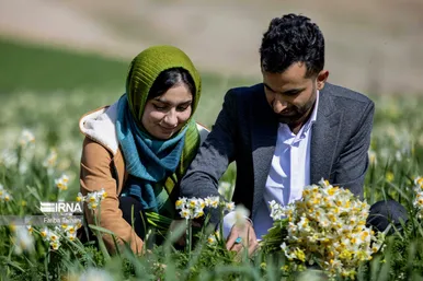 نذر گل نرگس به مقصد حرم