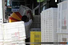 راه&zwnj;اندازی سامانه پیامکی اعلام گران&zwnj;فروشی مرغ