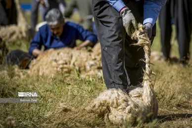 عکس‌های پشم‌چینی گوسفندان عشایر