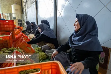 گزارش تصویری | شهرستان تاکستان قطب انگور ایران