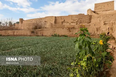 ایران زیباست |  کاشت گل نرگس در یزد