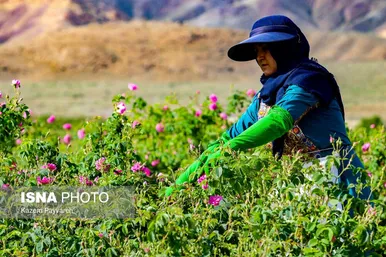 برداشت گل محمدی در کاشان