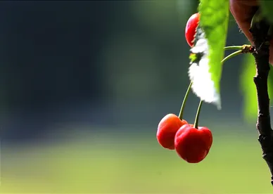 برداشت گیلاس در کشمیر