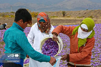 ایران زیباست | برداشت طلای سرخ در خراسان جنوبی