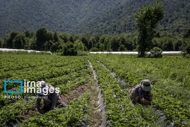 گزارش تصویری | بهارِ سرخ شفیع‌آباد
