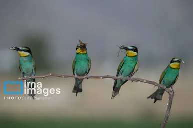 گزارش تصویری | پرنده‌ای به نام زنبور خوار اروپایی