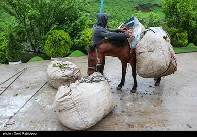 ایران زیباست | برداشت چای بهاره - گیلان