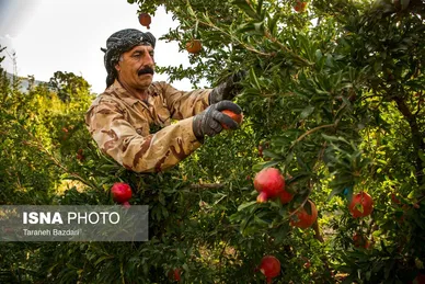 ایران زیباست | برداشت انار در لرستان