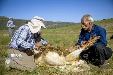عکس‌های پشم‌چینی گوسفندان عشایر
