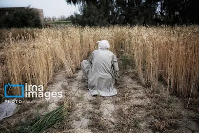 گزارش تصویری | ورود آب به سیستان پس از سال‌ها خشکسالی