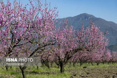 شکوفه‌های بهاری در باغ‌های میوه استان گلستان