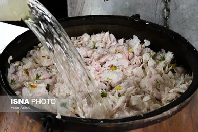 ایران زیباست | گلاب گیری در روستای گیلده گیلان