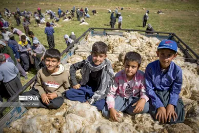 عکس‌های پشم‌چینی گوسفندان عشایر