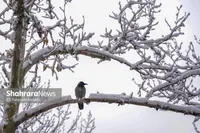 پیش‌بینی هواشناسی مشهد و خراسان رضوی امروز (سه‌شنبه، ۱۹ اسفند ۱۴۰۴) | تداوم هوای سرد تا آخر هفته