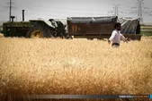 افزایش ۷ درصدی صدور بیمه نامه کشاورزی در خراسان رضوی
