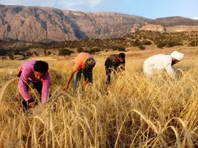 وزیر جهاد کشاورزی: مطالبات گندم&zwnj;کاران در هفته دولت پرداخت می&zwnj;شود