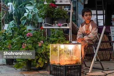گزارش تصویری | حال‌وهوای بازار گل و گیاه مشهد در آستانه نوروز ۱۴۰۵