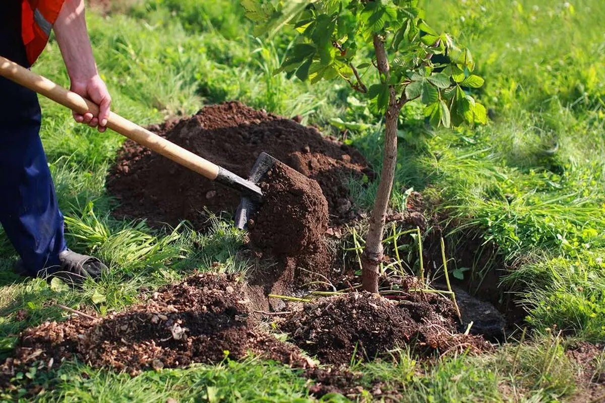 مشارکت ۱۶۰ هزار خادمیار و یاور رضوی برای کاشت نهال در کشور