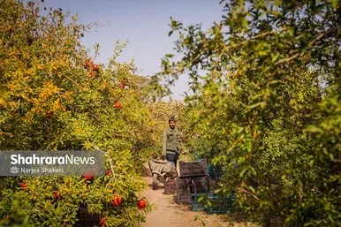 گزارش تصویری | فصل برداشت انار از باغ‌های شهرستان کاشمر