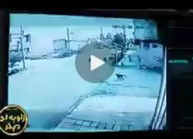 لحظه حمله ۷ سگ ولگرد به دختر بچه&zwnj;ای در خرمشهر + فیلم