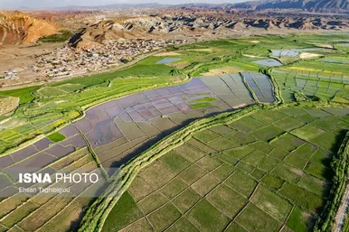 گزارش تصویری | رونق کشت برنج در حاشیه رودخانه قزل اوزن
