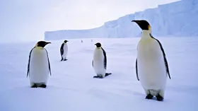ویدئو| اعتصاب غذا پنگوئن&zwnj;ها!