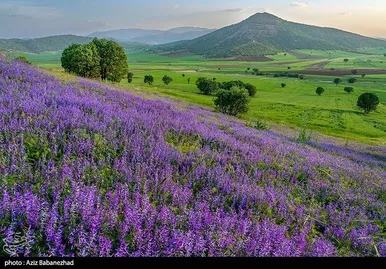 ایران زیباست | دشت گل‌های بنفش در شهرستان خرم آباد