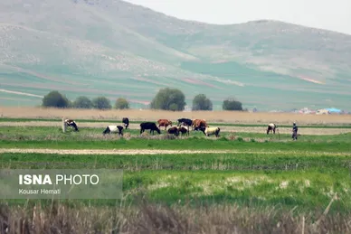 ایران زیباست | طبیعت بهاری تالاب «هشیلان» - کرمانشاه