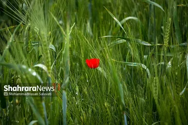 طبیعت زیبای ترکمن صحرا
