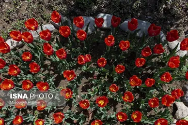 ایران زیباست | دهمین جشنواره لاله‌های کرج