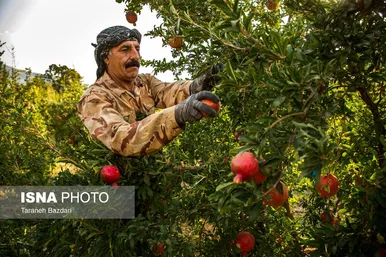ایران زیباست | برداشت انار در لرستان