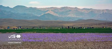 ایران زیباست | برداشت طلای سرخ در خراسان جنوبی