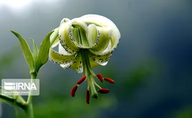 شکوفایی نادرترین گل جهان در داماش گیلان