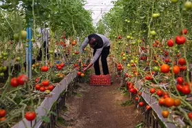 کرونا نفس گلخانه&zwnj;های مشهد را به شماره انداخت