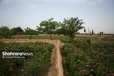 برداشت گل محمدی در روستای فرخد در نزدیکی مشهد