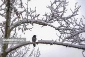بارش باران و برف در اکثر نقاط کشور از شنبه تا سه‌شنبه (۱۶ اسفند ۱۴۰۴)