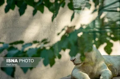 عکس‌هایی از باغ وحش بزرگ تهران