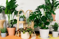 نکاتی درخصوص نگهداری از گل و گیاهان آپارتمانی + معرفی گیاهان مناسب برای منزل
