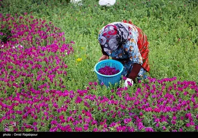ایران زیباست | برداشت گل گاو زبان در روستای سجیران گیلان