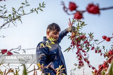 ایران زیباست | برداشت چای ترش در شهرستان کارون
