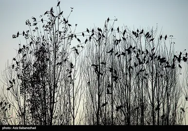 ایران زیباست | پرواز کبوترها در روزهای پاییزی
