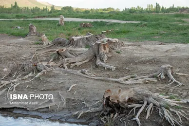 گزارش تصویری | قطع گسترده درختان روستای «اسکان» - شازند
