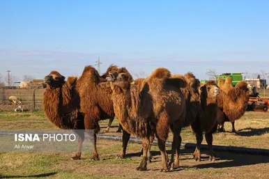 مزرعه شتر دوکوهانه در استان اردبیل