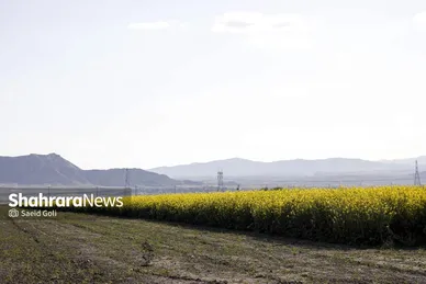 گزارش تصویری | مزارع «کلزا» در نزدیکی مشهد