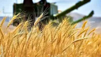 قیمت خرید گندم ۱۴۰۵ اعلام شد