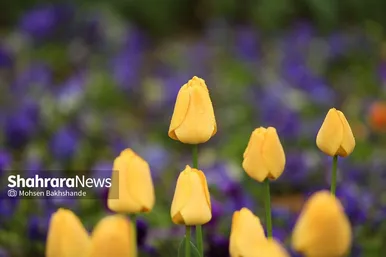 گزارش تصویری | جشنواره گل‌های لاله در مشهد