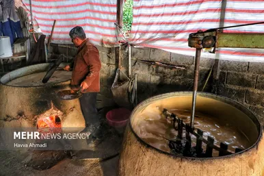 برداشت نیشکر در مازندران
