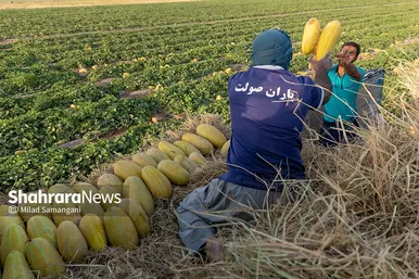 فصل برداشت خربزه‌ جامی