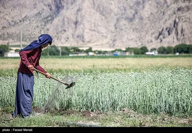 مزرعه پیاز بذری - کرمانشاه